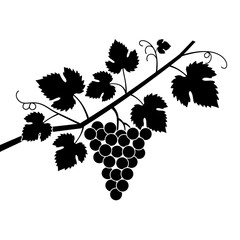 Silhouetted grape cluster and leaves on a branch elegant vineyard element for decorative designs and culinary themes isolated on white background Vector Illustration © Vector Hub24