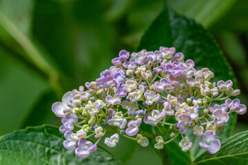 咲き始めの紫陽花
