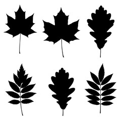 Collection of six silhouette autumn leaves realistic texture design elements for fall season decor and graphics applications isolated on white background Vector Illustration