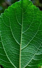 Hoja verde en primer plano mostrando nervaduras y textura natural detallada