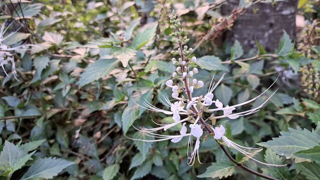 Close Up of Blooming White Java Tea Flower Orthosiphon Aristatus with Green Leaves Outdoor Garden Natural Fresh Botanical Macro Petals Photography