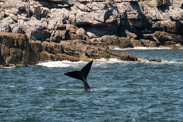 Whale tail above water in the Atlantic Ocean near coast.