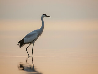 Elegant Crane Silhouette: A serene silhouette of a white crane wading gracefully in tranquil waters, reflecting the soft hues of the dawn sky.