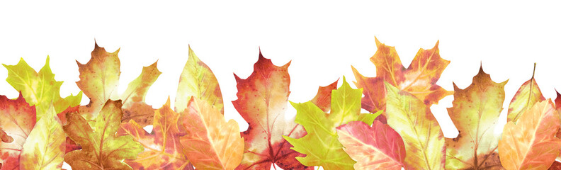 Seamless border with autumn red and yellow maple and oak leaves. Bright fall decorative element. Thanksgiving clipart. Hand-drawn watercolor illustration for greeting cards, posters, invitations