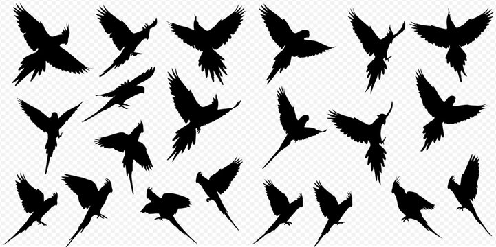 A collection of black flying parrot silhouettes in various dynamic poses against a transparent background.