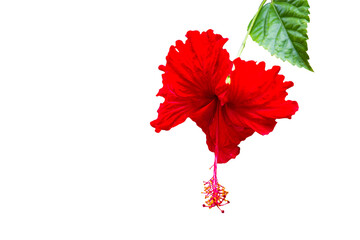 hibiscus flower  isolate on white background.