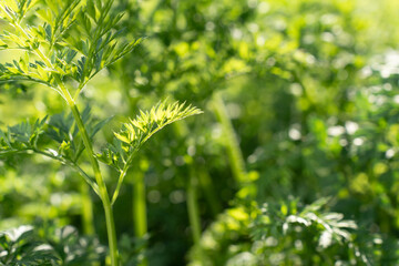 Close-up of green carrot leaves growing in the garden on a sunny day. Natural background with copy space