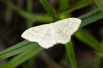 cream wave (Scopula floslactata) a moth of the family Geometridae