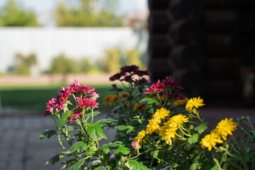Bright blooming chrysanthemums in the garden with sunlight and blurred background.