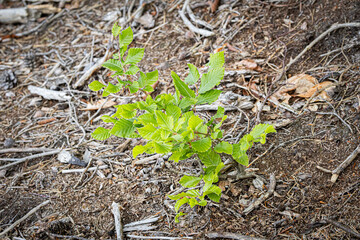 beech seedling, fagus sylvatica, young tree, forest, natural regeneration, leaves, twigs, habit, isolated, young, green, forestry, forest management