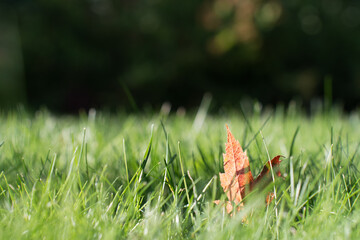 Dry autumn leaf in fresh green lawn grass on a sunny day, photographed at grass level