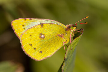 clouded yellow, berger's, pale, butterfly on leaf, colias alfacariensis, australis, detailed, butterfly, pleridae, bergers clouded yellow, pale clouded yellow