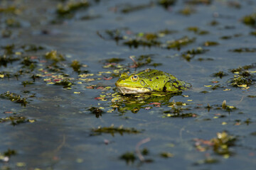 edible frog, Pelophylax kl. esculentus, hybrid species of common European frog, also known as the common water frog or green frog