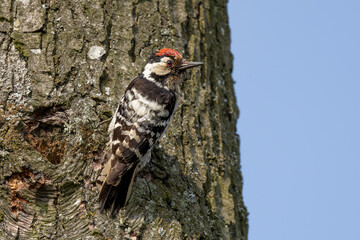male of lesser spotted woodpecker (Dryobates minor) a member of the woodpecker family Picidae, dendrocopos, dendrocopus