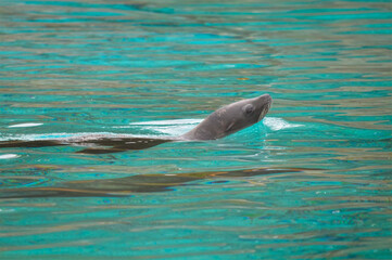 Sea lion swimming in Florida