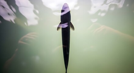 Top view of a dark fish swimming gracefully underwater near a person