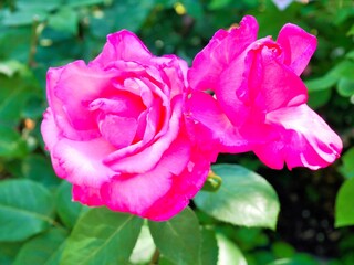 姫路ばら園 バラ