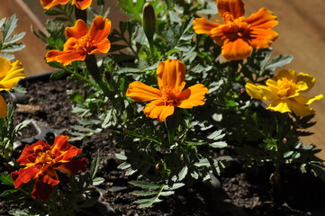 flor desabrochada de ver&atilde;o 