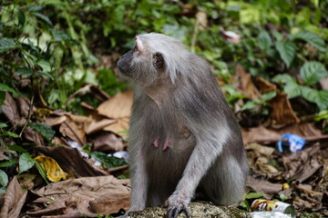 Obraz premium female white monkey sitting