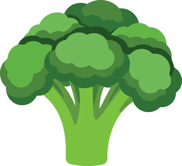 Fresh green broccoli florets healthy vegetable ingredient vector