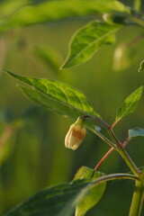 Ciplukan fruit has a characteristic wrapped by thin petals that resemble paper or sacs, green when young and dries brownish when the fruit is cooked