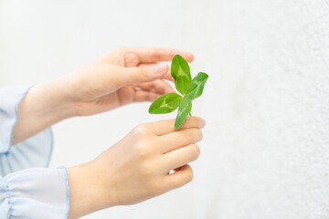 Child hands holding green four leaf clover on white background. Studio close up photography. Luck and nature concept. St Patrick’s Day celebration. Design for postcard, greeting card, invitation, post