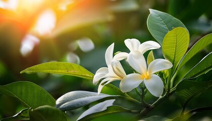 White Champaka Flowers And Green Leaves With Sunlight