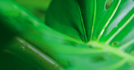 Nature of green leaf in garden at summer. Natural green leaves plants using as spring background 