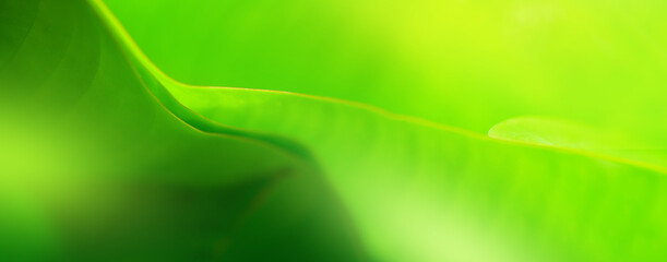 Dark green leaf texture, Natural green leaves using as nature background wallpaper