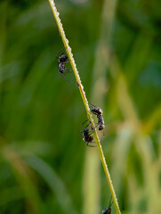 black ants walk on a wet green leaf in the morning.