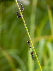 black ants walk on a wet green leaf in the morning.