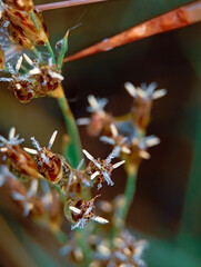Close-up of water drops on plant seed heads in a garden.