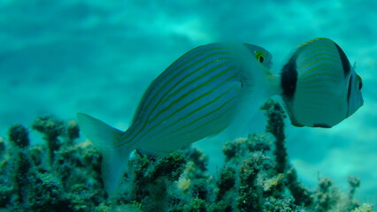 Obraz premium Salema porgy or dreamfish (Sarpa salpa) undersea, Aegean Sea, Greece, Halkidiki, Pirgos beach 