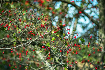 Ripe hawthorn berries on an old tree on a sunny autumn day.
