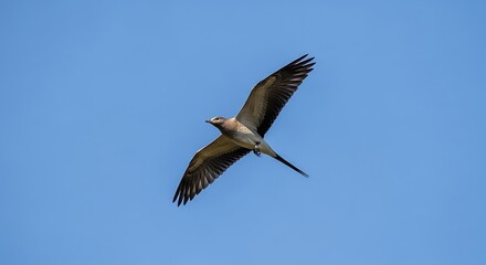 Obraz premium Bird of Prey Soaring Gracefully Against a Clear Blue Sky.