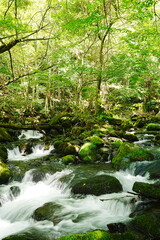 Obraz premium Tateshina Otaki Waterfall with lush moss and forest in Nagano, Japan
