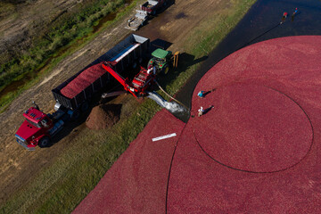 Aerial view of vivid red cranberries floating in the bog during harvest season, contrasting with the green fields, Carver, Massachusetts, United States.