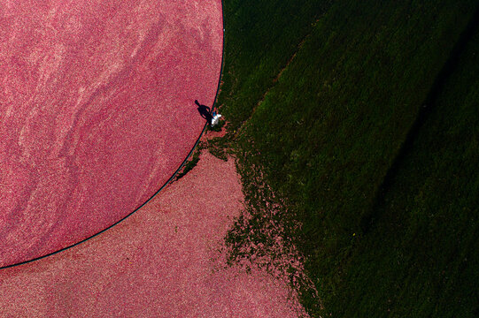 Aerial view of crimson cranberries floating in flooded bogs contrasting with the dark green fields, Carver, Massachusetts, United States.