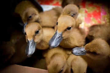 A group of cute ducklings in the coop