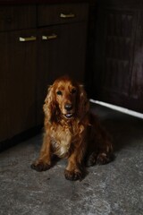 Brown spaniel sits on the floor inside a house