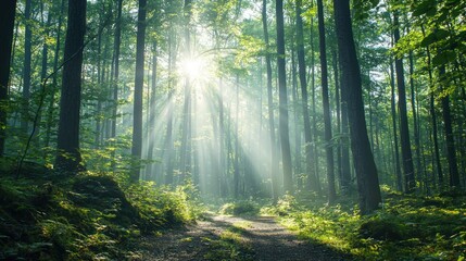 A lush forest landscape with towering trees, sunlight streaming through the canopy, and a forest trail.