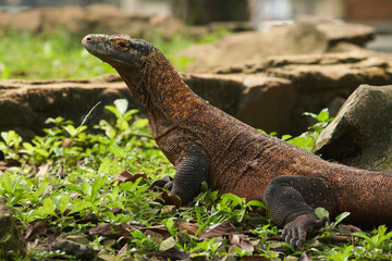 A large Komodo dragon walks on the ground among the green plants and rocks