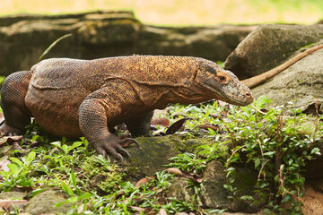 Obraz premium A Komodo dragon, a ferocious reptile with rough skin and a long tail, walks on the ground, surrounded by green plants and rocks.