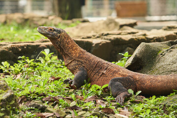A large Komodo dragon walks on the ground among green plants and rocks in its enclosure at the zoo. 