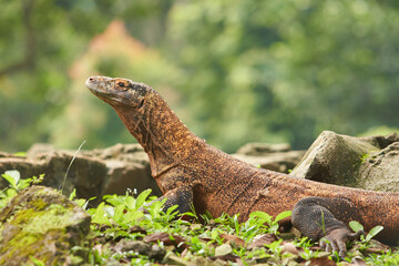 A large Komodo dragon walks on the ground among the green plants and rocks with blurry background