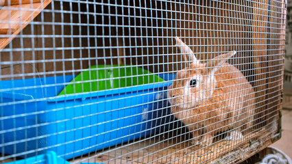 A decorative bunny close-up side view. A fluffy beige rabbit sits in the cage at home. Everyday...