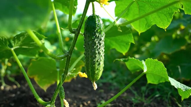 Fresh Cucumber Growing on Vine in Garden - A single, ripe cucumber hangs from a vine in a lush vegetable garden, glistening with morning dew.