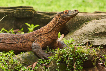 A large Komodo dragon walks on the ground among the green plants and rocks
