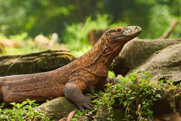 A large Komodo dragon walks on the ground among the green plants and rocks