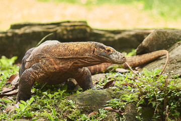 Komodo dragon walking on the ground surrounded by green plants and rocks. The large reptile, with its rough skin and long tail, appears alert with its tongue slightly extended, sensing its environment